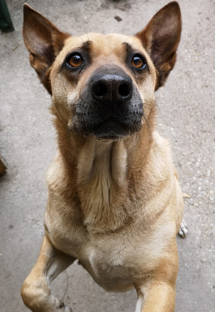 my dog