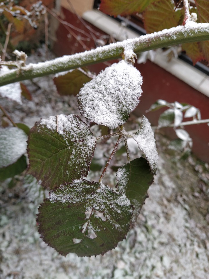 Snowy leaf
