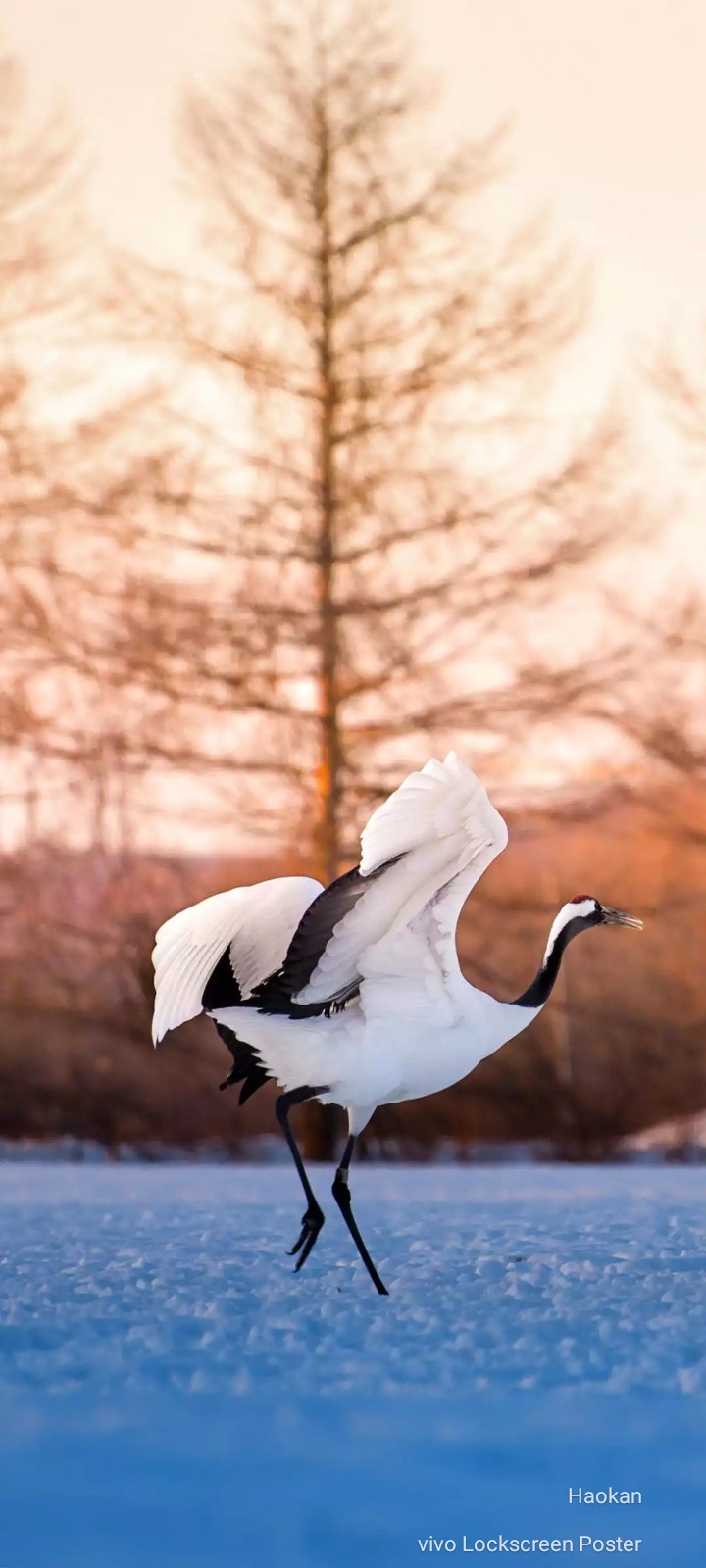Crane