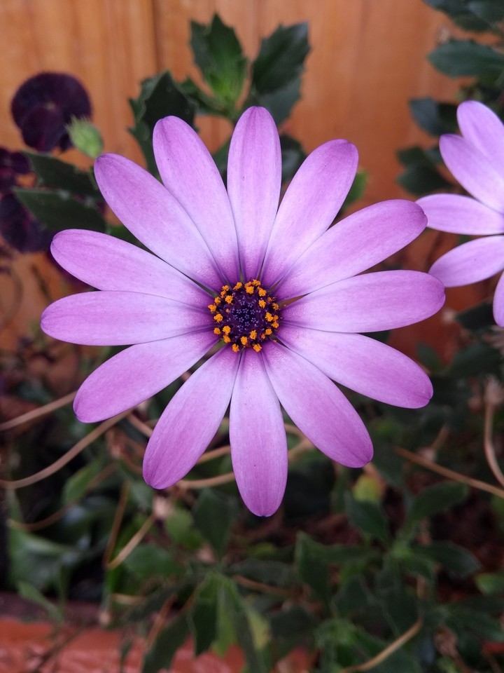 Una flor.