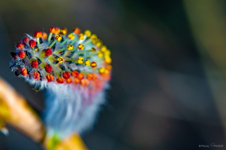 Hazel catkins
