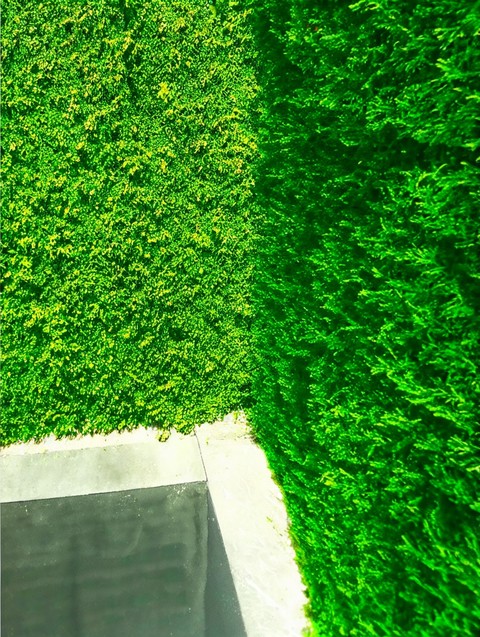 moss, groundcover duvar kağıtları
