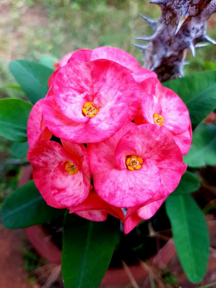 Flower