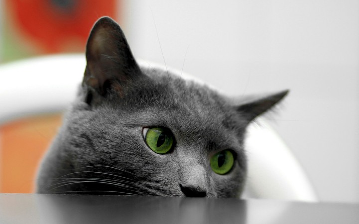 Animal - Cat