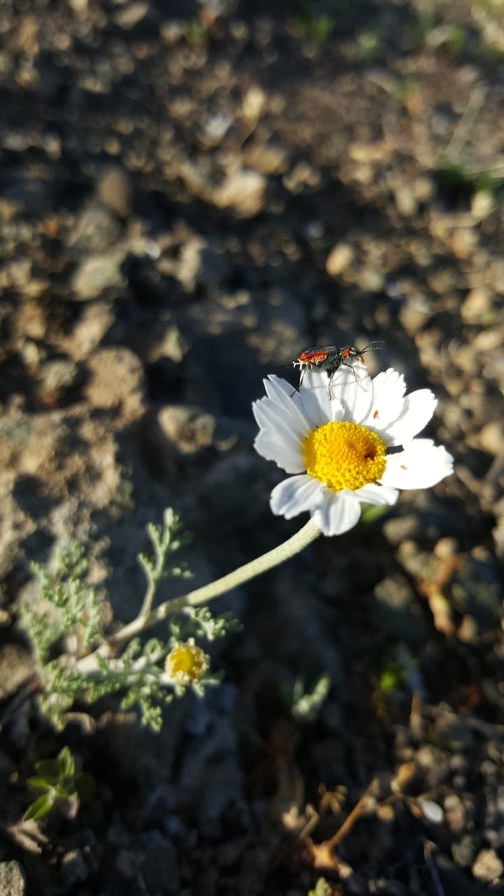 daisy