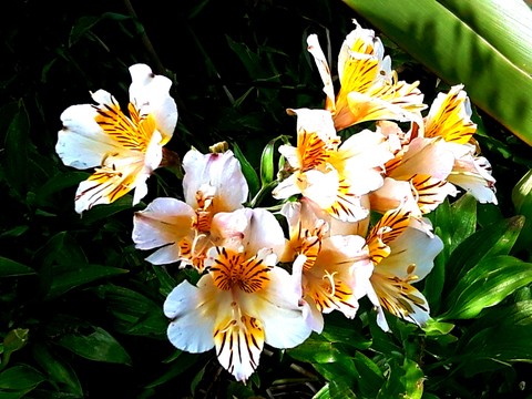 White Flowers