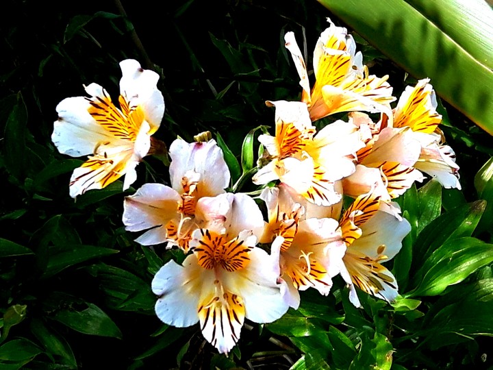 White Flowers