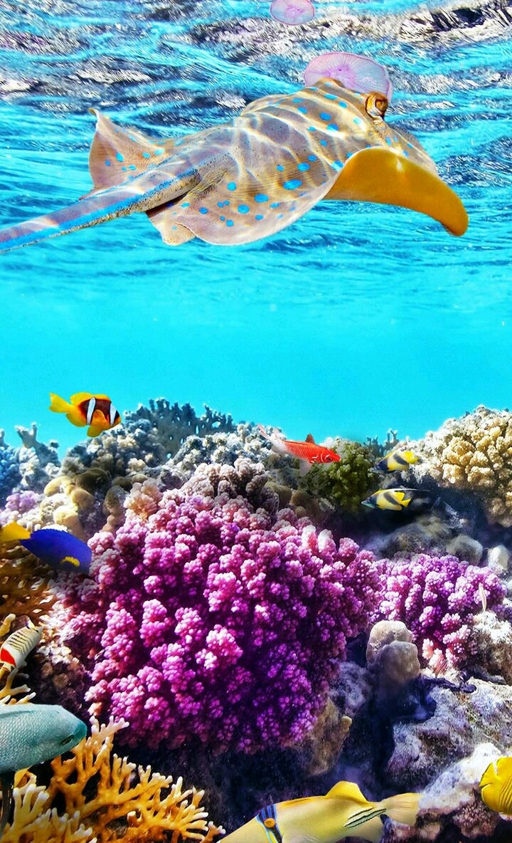 море