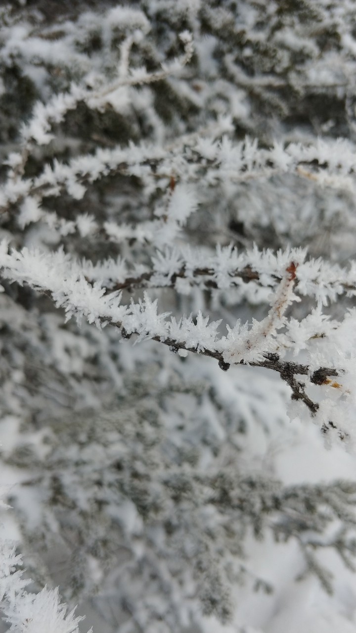 Ice on the tree