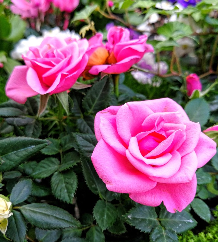 Rosen flower