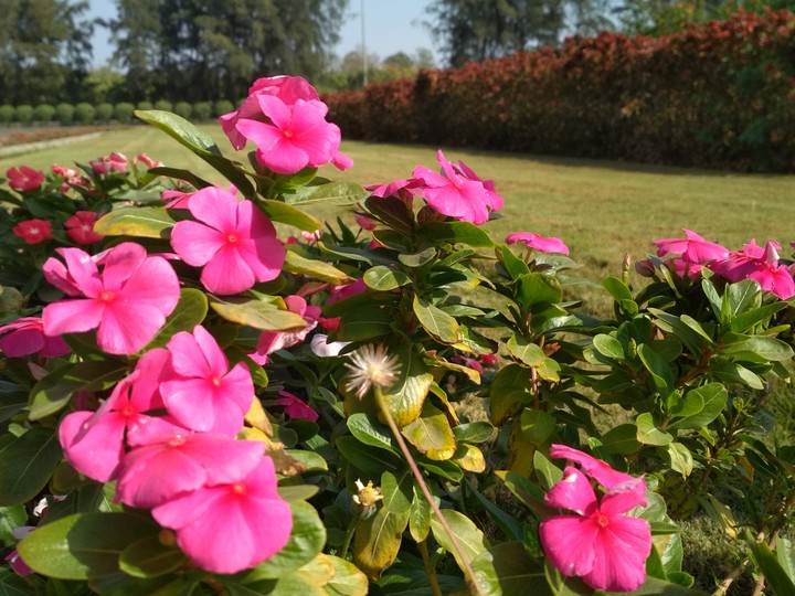Beautiful Flowers