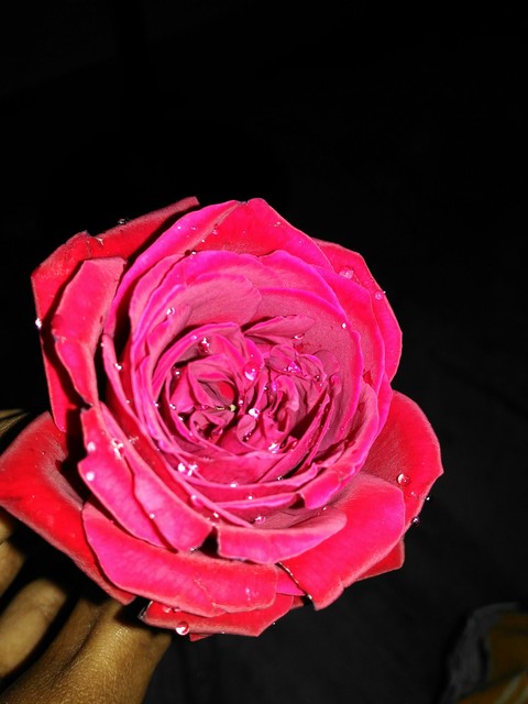 Rose