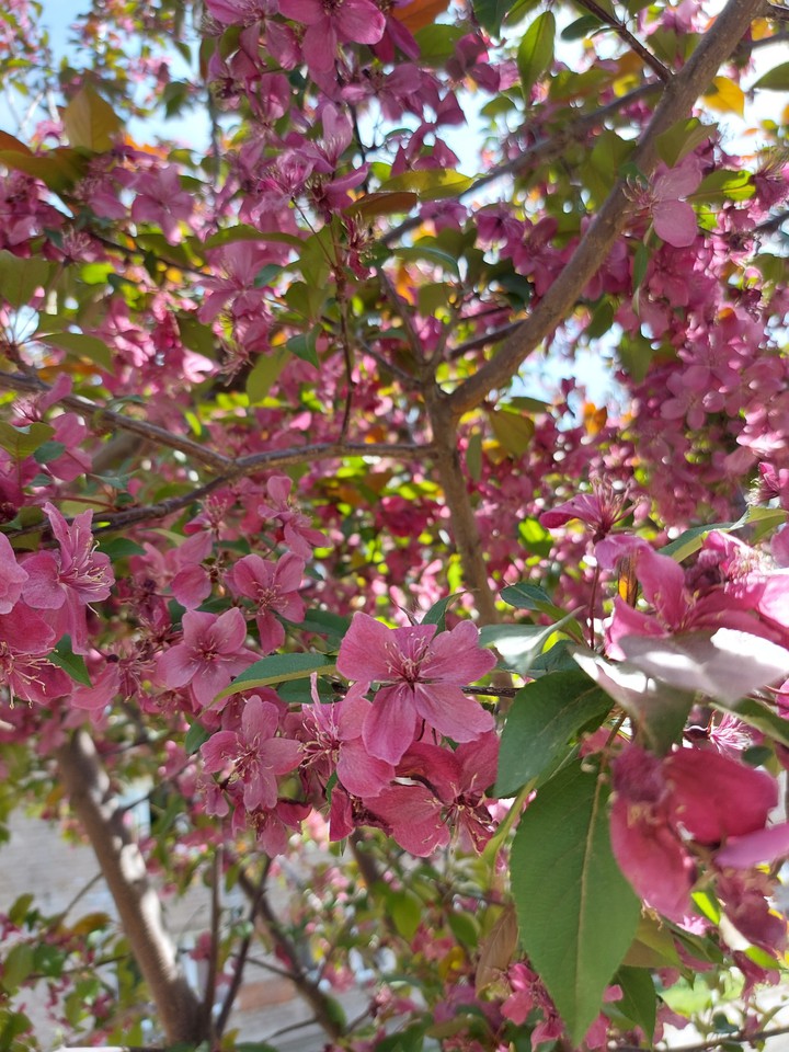 In blossom ?