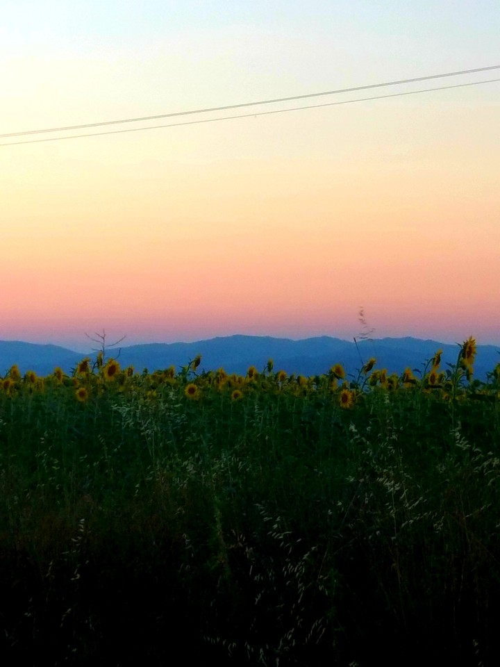 Sun flowers