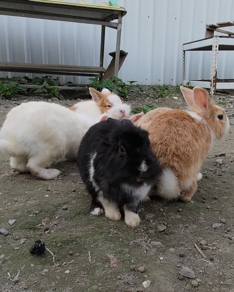 群兔