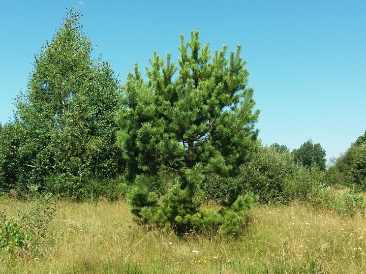 лес
