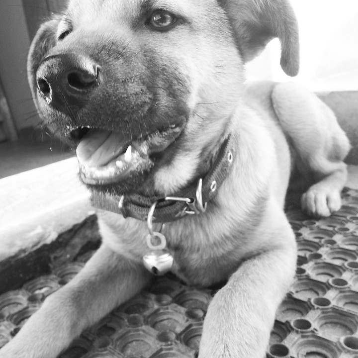 Dog