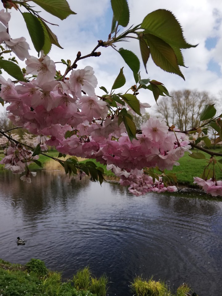 Spring-Sakuras