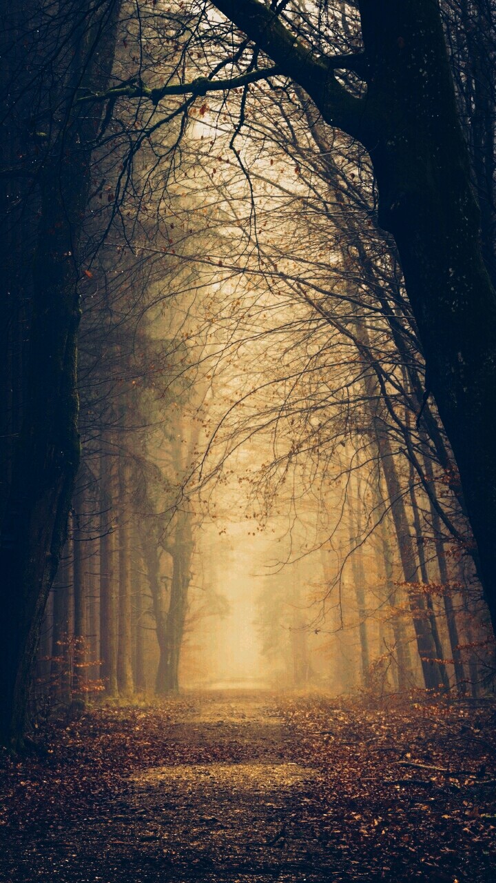 forest
