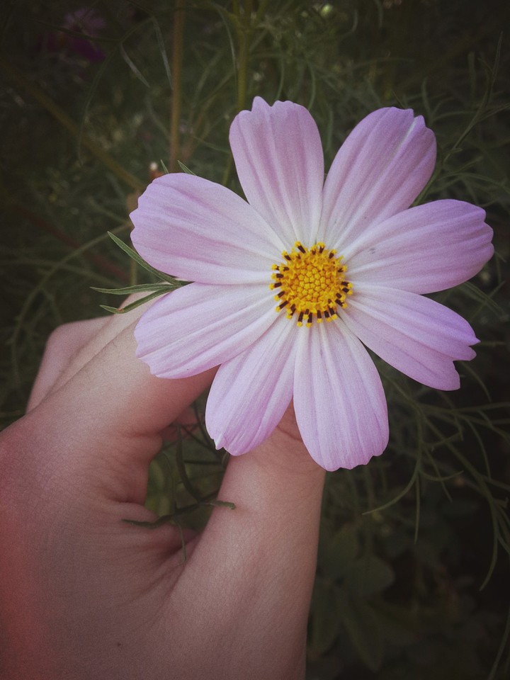 lovely flower
