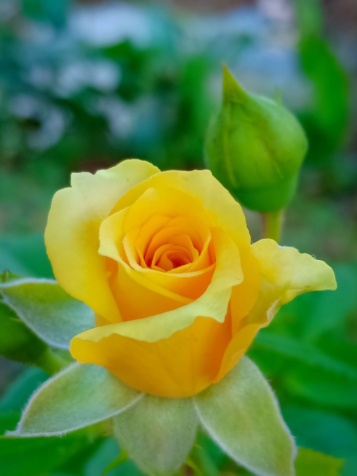 hermosura