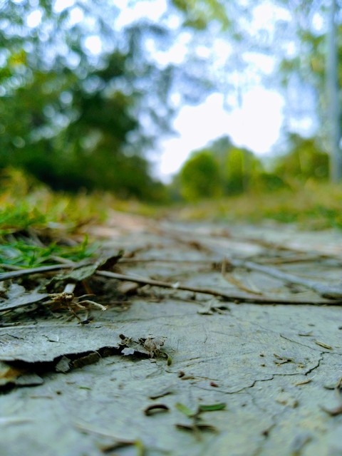 Nature's path