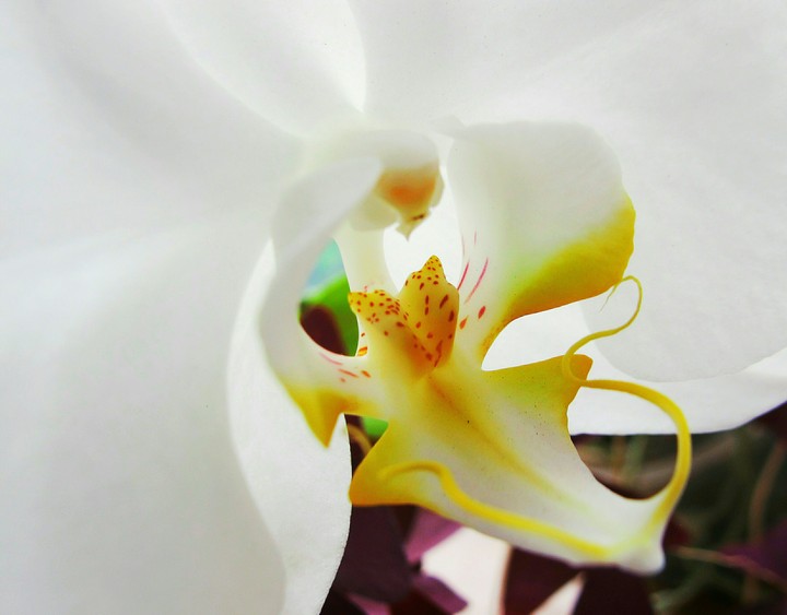 orchid