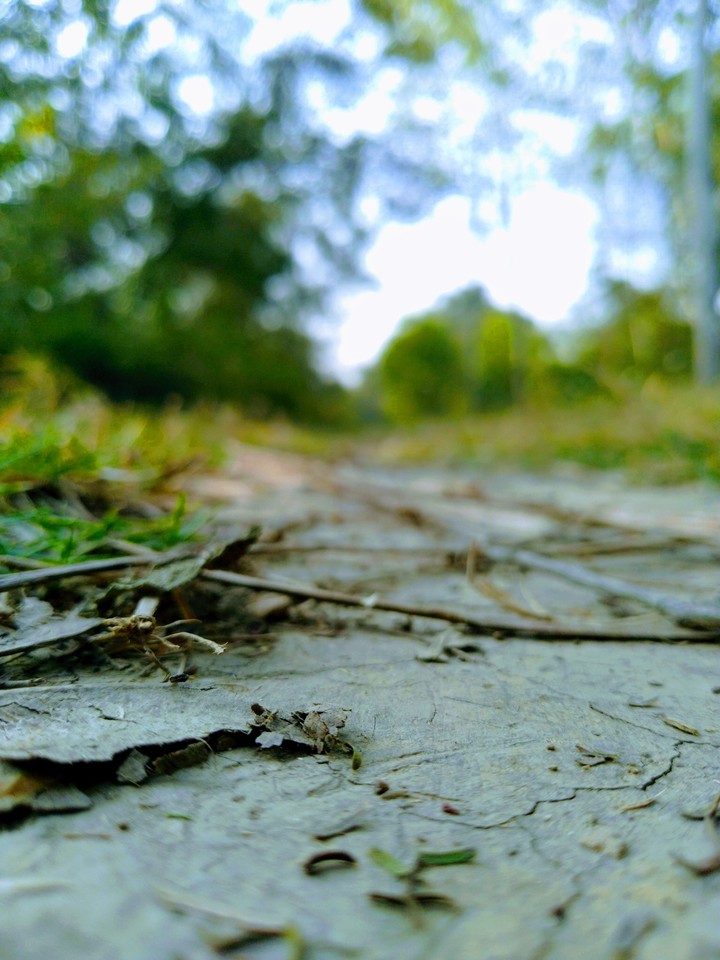 Nature's  path