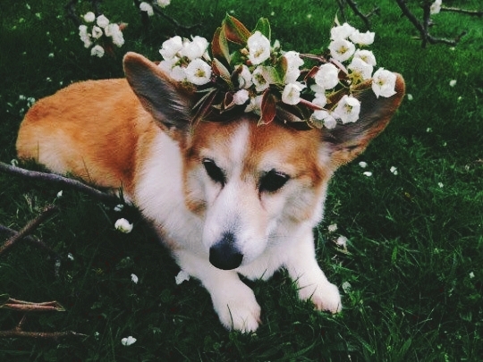 Corgs