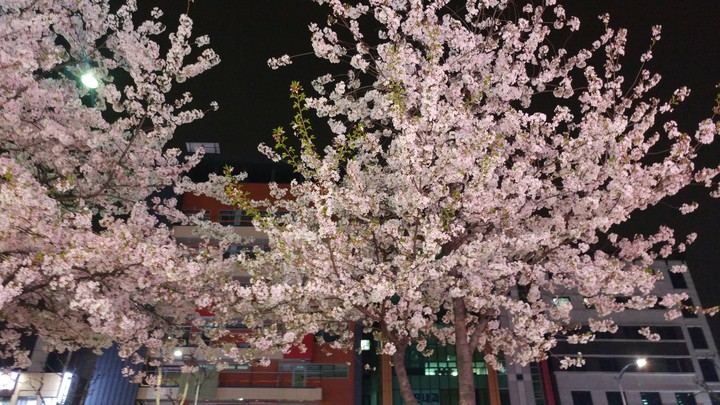 night blossom