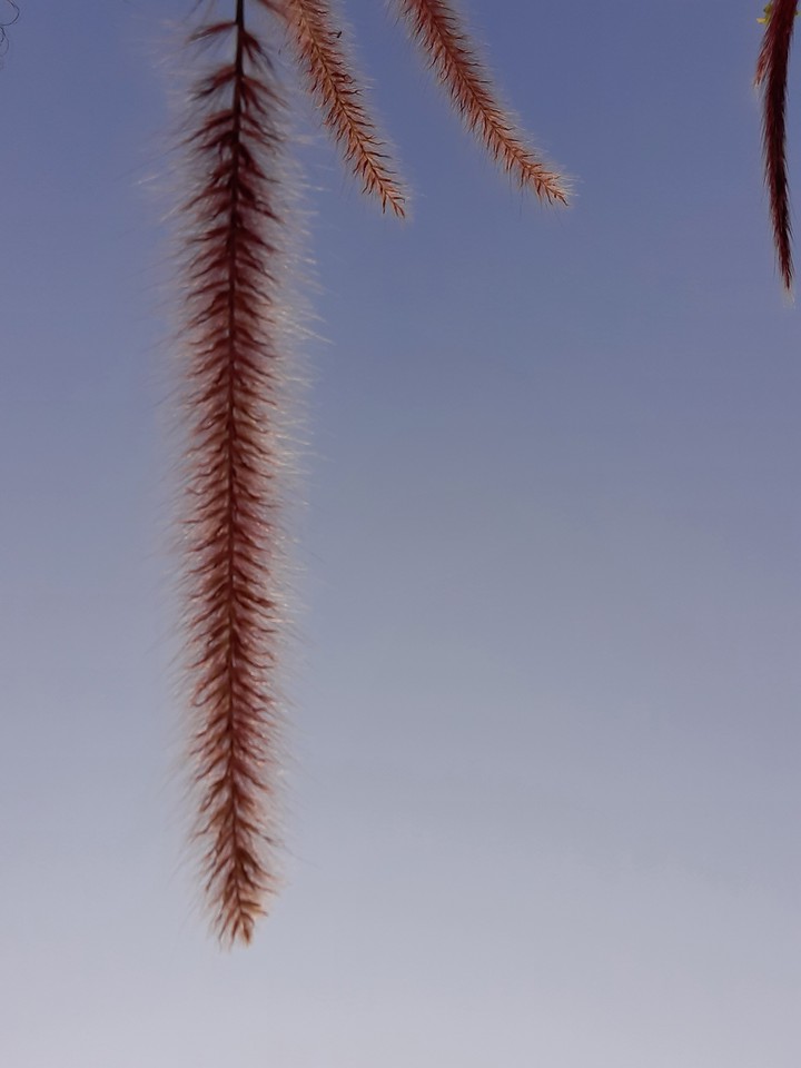 Leaves in front of the sky