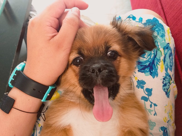 Puppy