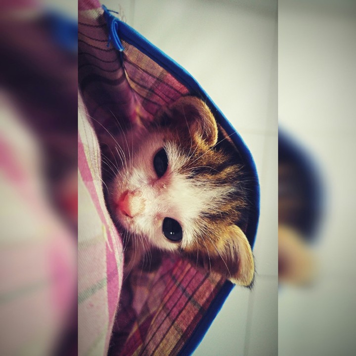 baby