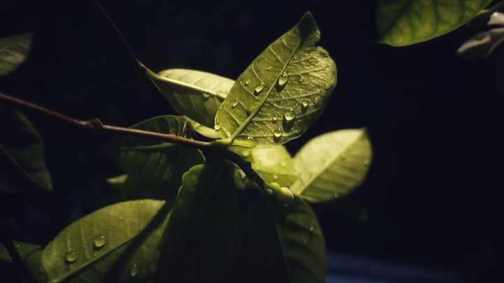 nature