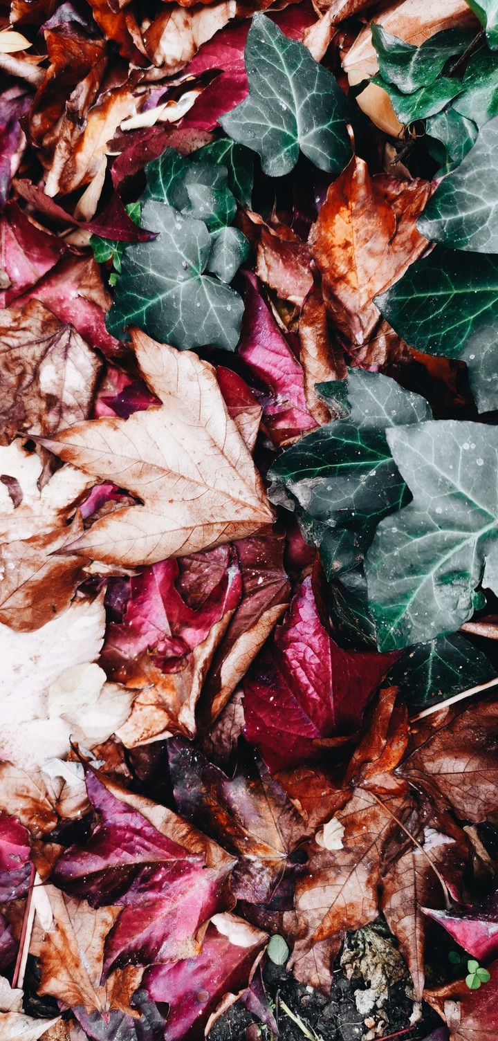 autumn colors
