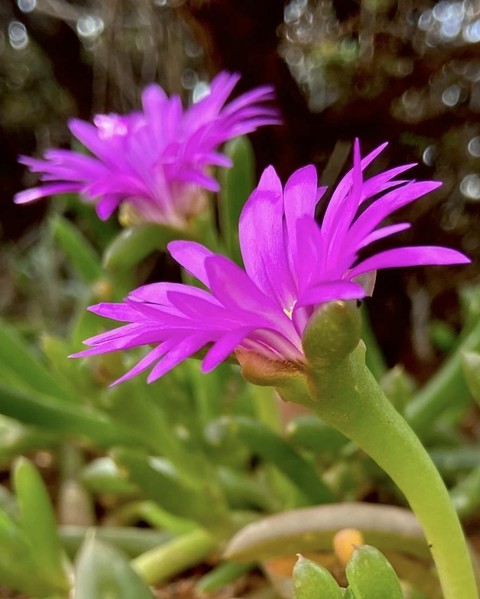 papéis de parede flower, hottentotfig