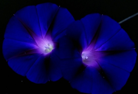 morningglories, purple वॉलपेपर