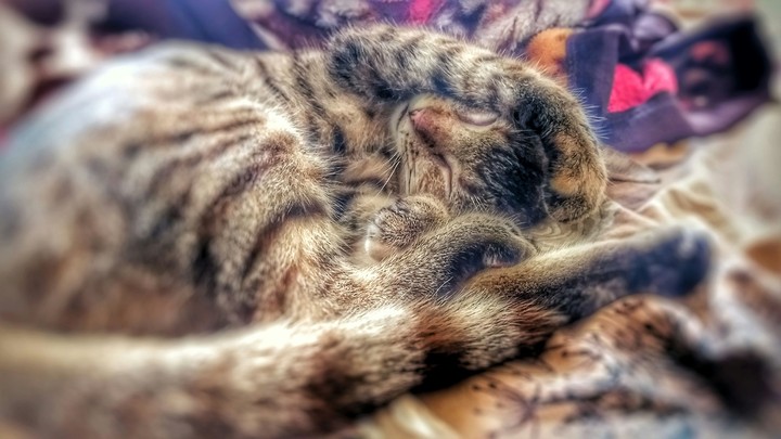 Cat on rest