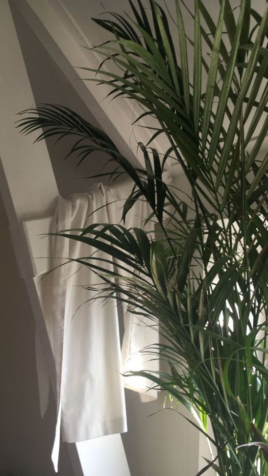 Plant ?