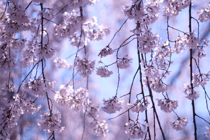 CHERRY BLOSSOM
