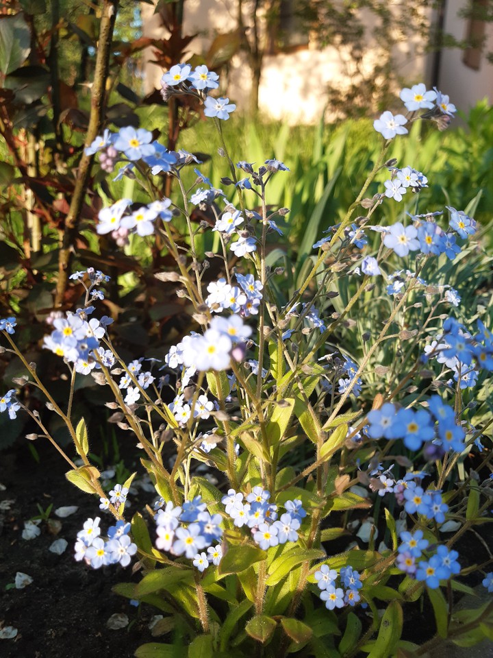 Blue flowers