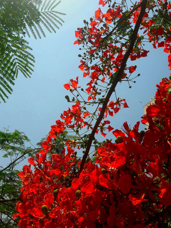 rojo
