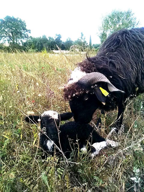 обои Cute, Lamb