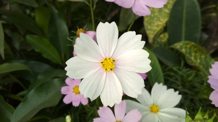 flowers picture