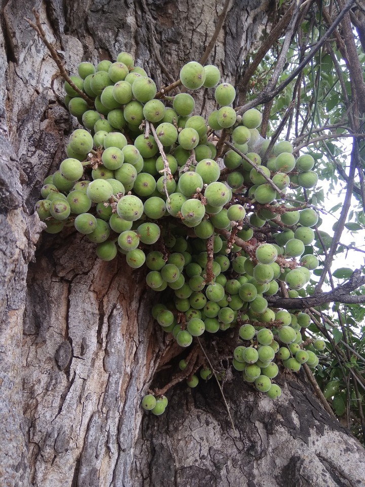 fruit