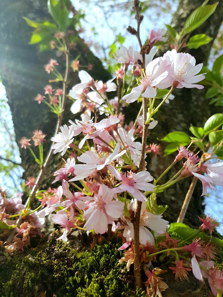 Zeit für Frühling