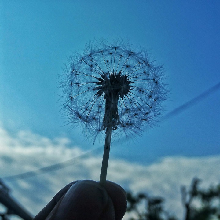 dandelion