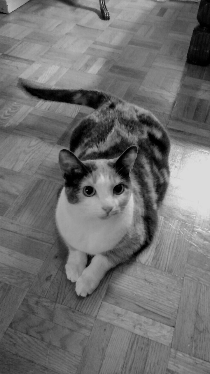 Adorable Dilute Calico Cat (Black & White)