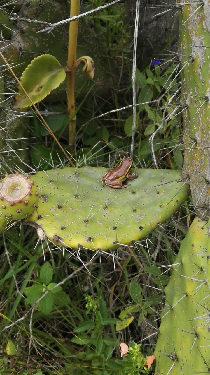 Desierto Sabrinsky - Colombia