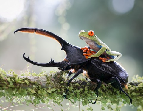 beetle/tod